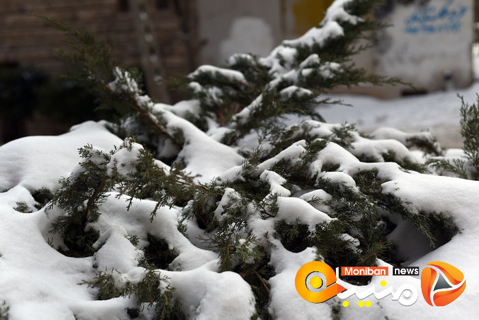 گزارش تصویری| تهران در برف
